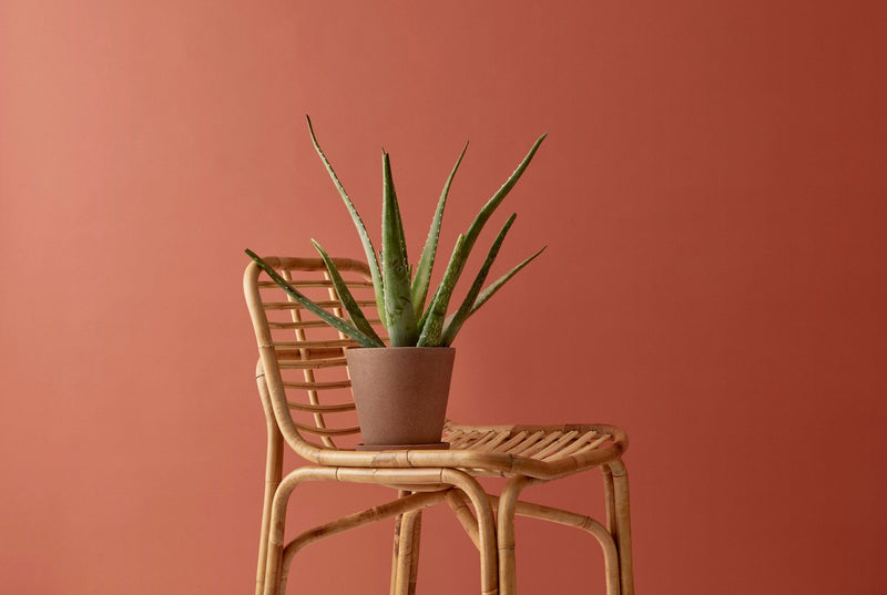 Peak armless dining chair by Cane-line