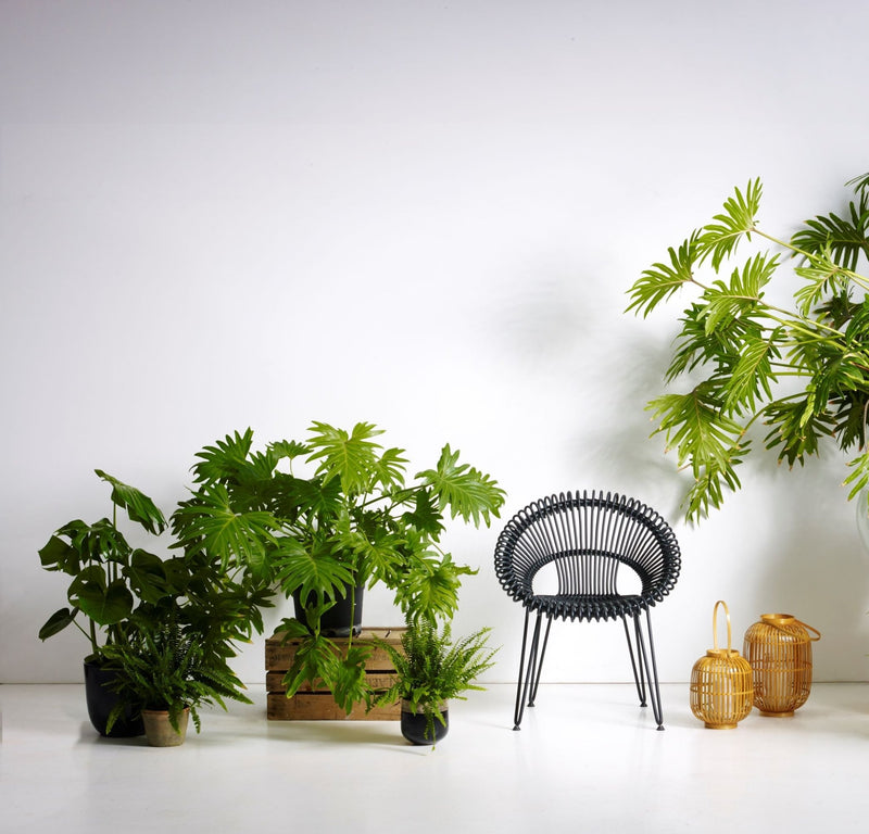 Roy Dining Chair - Vincent Sheppard - Outdoor Furniture - HORNE